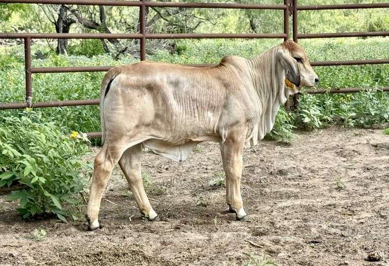Homozygous Polled Heifer: ECC-LMC Polled Inestimable 76/5 (PP)