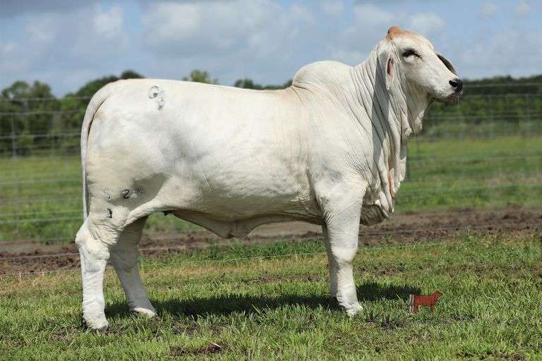 GB MARLENE 52/3