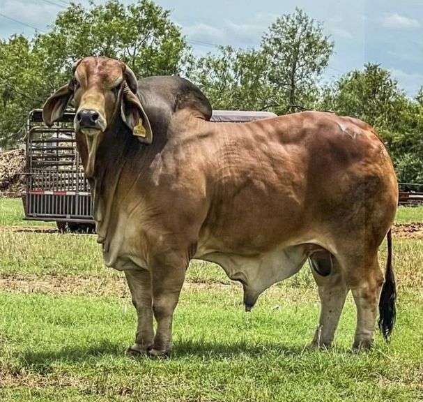 Red Semen Package A:VBCC Mr Buster Rojo 34/1, CT Mr. Elmeaux Too 2/7, LCC/VBCC Smokin Cash 4/1