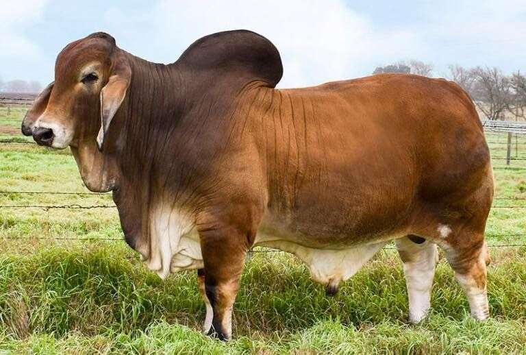 3 straws of female sexed semen on +Mr. V8 195/8 "Red Man"