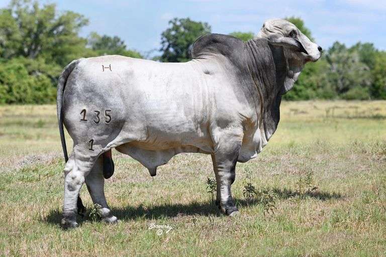 1 Straw of Semen: Mr. 4F Polled Texan 135/1 with 5 AI certificates