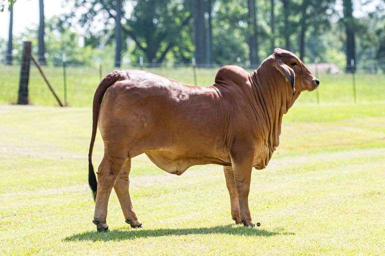 HOF MS POLLED MAJESTIC 39/1 (PP)