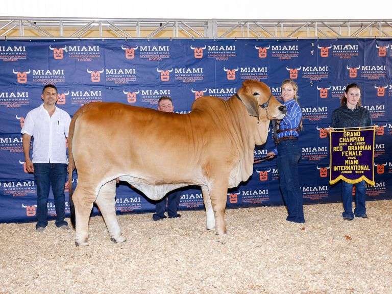 3 straws of female sexed semen on +Mr. V8 195/8 "Red Man"
