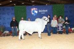 1 Straw of Semen: +JDH Mr. Manso 840