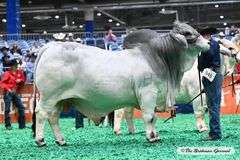 Grey Semen Package A:WR Mr. Archie Dan 335, RW Flat Rock 42,  MCC Polled Smoke 14/9