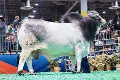 Grey Semen Package A:WR Mr. Archie Dan 335, RW Flat Rock 42,  MCC Polled Smoke 14/9