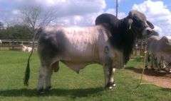 2 Straws of Semen: JDH El Gran Jefe Manso 92/8