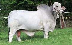 1 Straw of Semen: +JDH Mr. Manso 840