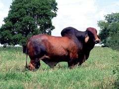 3 conventional embryos. +Mr 3H X-Ray 825 x Lady L Viveka Rojo 346.