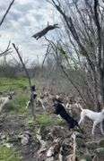 South Texas bobcat hunt for 2 people with 2 night stay