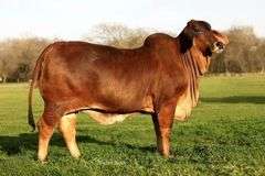3 conventional embryos. +Mr 3H X-Ray 825 x Lady L Viveka Rojo 346.
