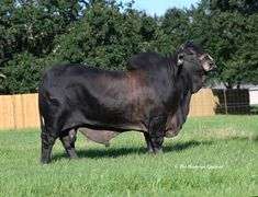 Grey Semen Package A:WR Mr. Archie Dan 335, RW Flat Rock 42,  MCC Polled Smoke 14/9