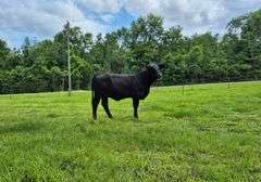 Golden Certified Brahman X Angus F-1 Heifer: P3 Lady Duchess 1 #94065