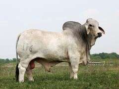 Grey Semen Package B: RedSmith Weller Manso 46/2, Mr. 4R Bowen 116