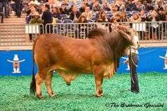 Red Semen Package A:VBCC Mr Buster Rojo 34/1, CT Mr. Elmeaux Too 2/7, LCC/VBCC Smokin Cash 4/1