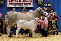 3 Straws of Semen: +Mr. V8 846/5