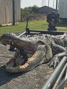 South Louisiana Alligator Hunt for 4 People
