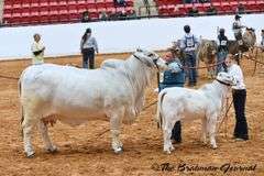 1 Straw of Semen: +JDH Mr. Manso 840