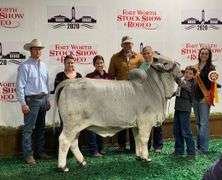 1 Straw of Semen: +JDH Mr. Manso 840