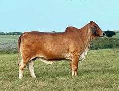 Embryos: Homozygous Polled Female Sexed Embryos: LMC LN Polled Foresight 159/8 (PP) X Miss 4F Polled