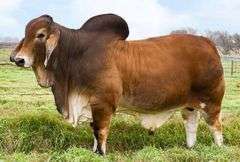 3 straws of female sexed semen on +Mr. V8 195/8 "Red Man"