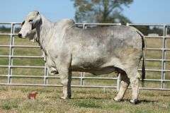 1 Straw of Semen: +JDH Mr. Manso 840