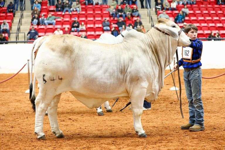 Semen: JDH Mr. Manso 19/1