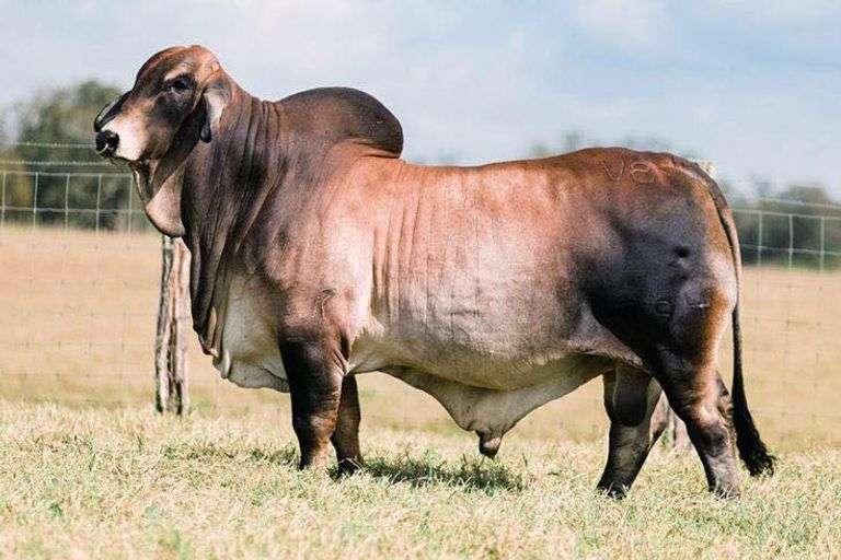 Female Sexed Embryos: Mr. V8 794/7 (P) X Miss HMC Polled 74/1 (P)