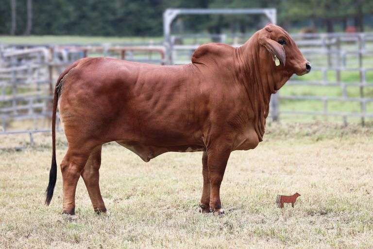 MISS 4F POLLED 187/2 (P)