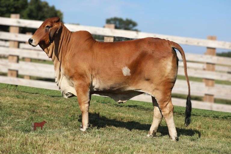 EMBRYOS: Mr Cletus 149/0 X Lady Mae 88/3