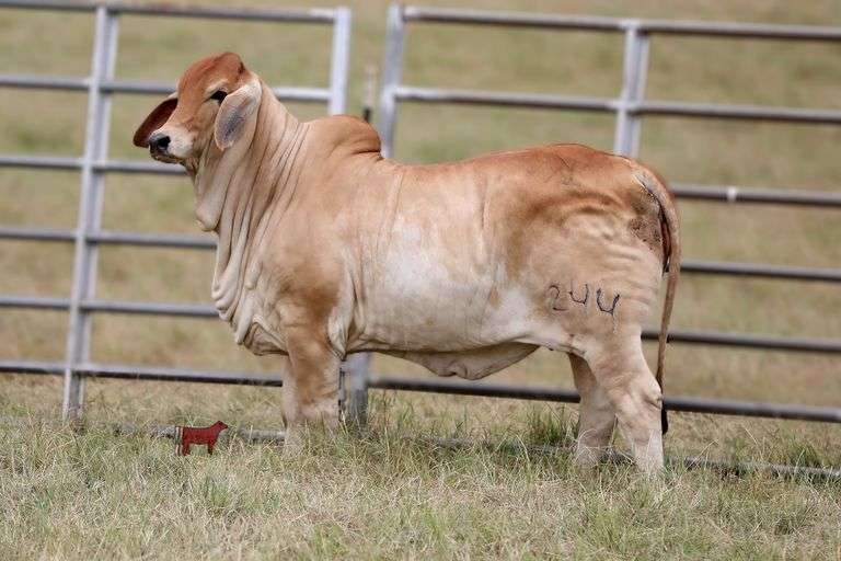 SHOW HEIFER: MISS KI 244 (P)