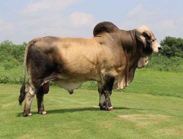 Embryos:  Mr. JS Polled Patron (P) X LMC Polled Tia Marie 182/1 (P)