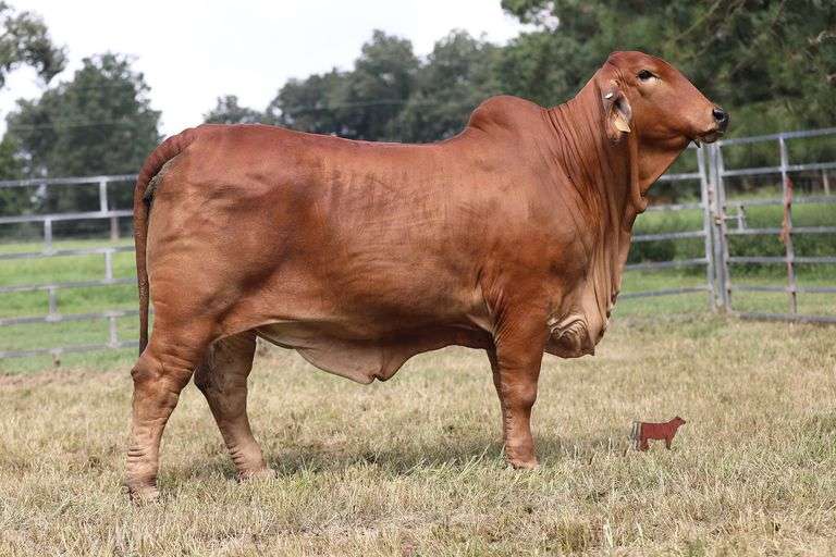 PB HARPER 116/2 (PP)