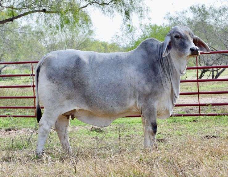 Embryos:  Mr. JS Polled Patron (P) X LMC Polled Tia Marie 182/1 (P)