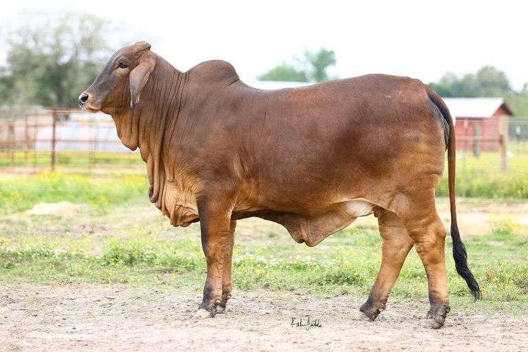 Embryos: +DF Mr. Butterbean 366/4 X CT Ms. Gabbie Pasco