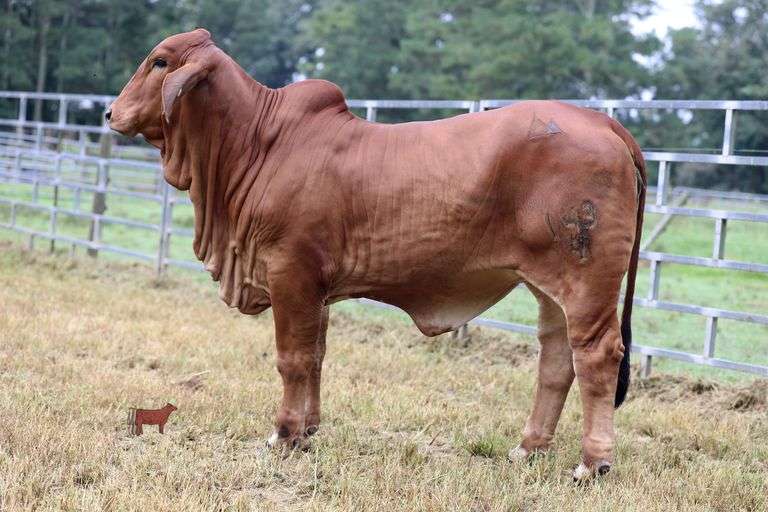 PB POLLED KELSEY 143/4 (P)