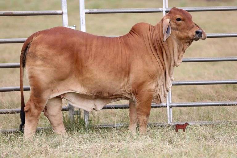 SHOW HEIFER: MISS KI 277 (P)