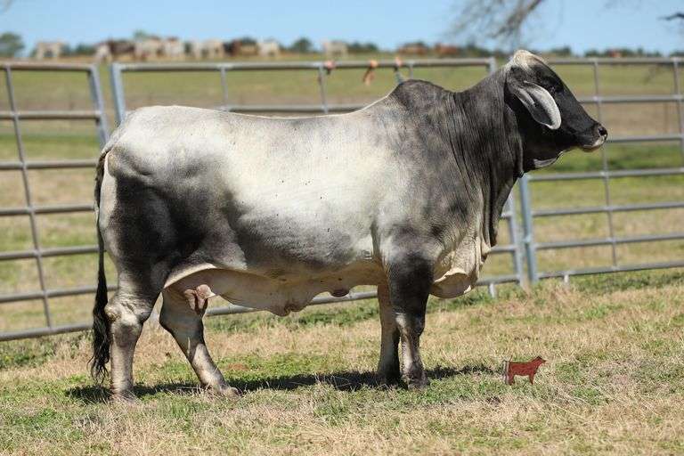 Embryos:  Mr. JS Polled Patron (P) X LMC Polled Tia Marie 182/1 (P)