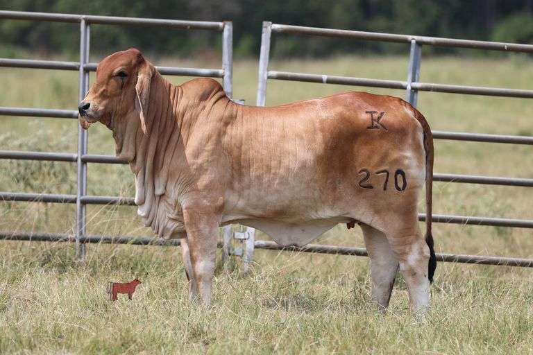 SHOW HEIFER:  MISS KI 270