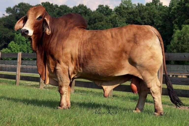 Embryos: +DF Mr. Butterbean 366/4 X CT Ms. Gabbie Pasco