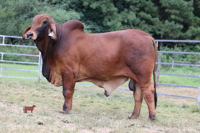 PB POLLED VIRTUE 127/3 (P)