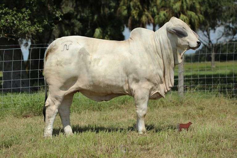 NC BETTE DAVIS EYES 381 (P)