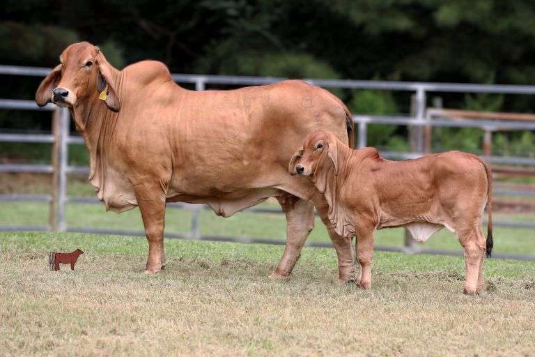 LN POLLED BEAUTY 169/9 (P)