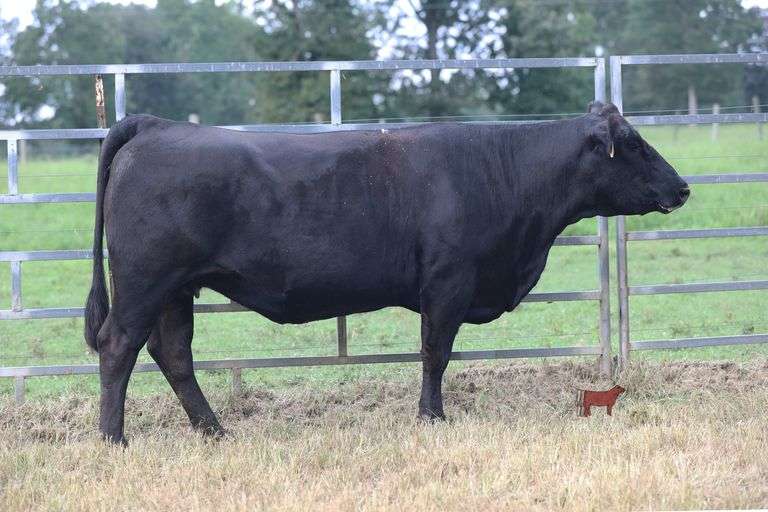 FEMALE SEXED PREGNANT RECIPIENT