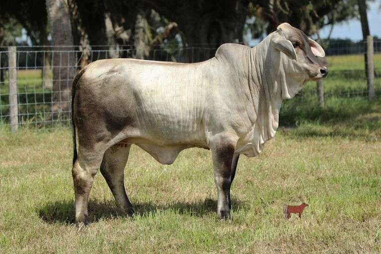 NC BLUE JEAN BABY 394