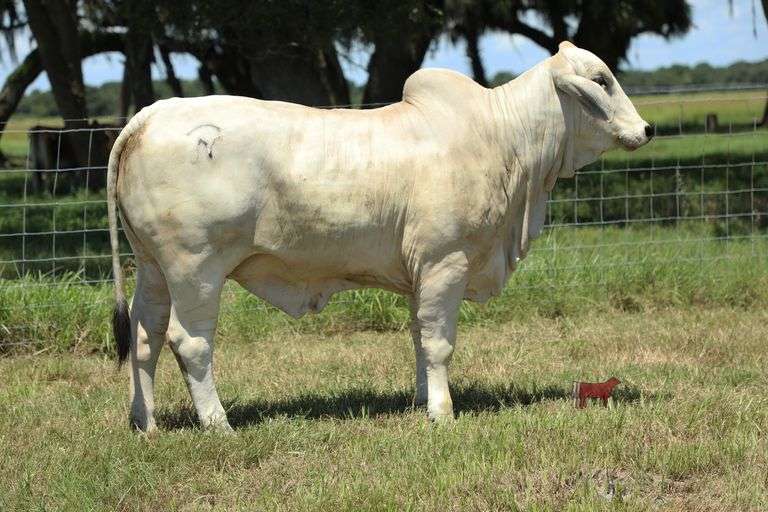 NC POLLED HULU 367 (PP)