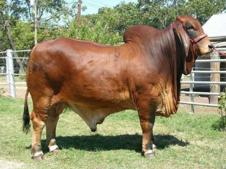 SHOW HEIFER:  MISS KI 270