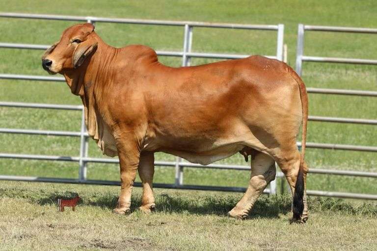 Embryos: +Mr. H Red Rhino 765 X Moreno Ms. Lady Reza Mia