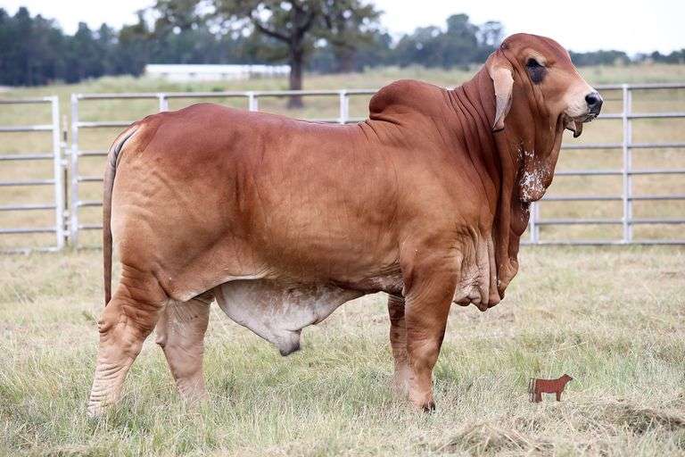 HALTERED HERD SIRE PROSPECT: MR KI 239 (P)