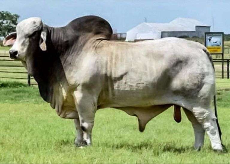 Semen: JDH Mr. Manso 19/1